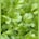 Cilantro