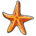 Common Starfish