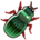 Harpalus Beetle