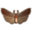 Bogong Moth