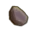 Fresh Water Mussel