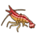 Skink Cleaner Shrimp