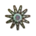Eleven-armed Sea Star