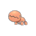 Trapinch