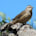 Brown Treecreeper