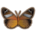 Harlequin Butterfly