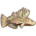 Lionfish