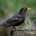 Common Blackbird