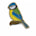 Blue Tit 1