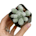 Mammillaria (Cactus)