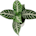 Zebra Plant (Haworthiopsis attenuata)