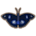 Blue Moon Butterfly