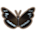 Common Crow Butterfly