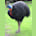 Casuariiformes