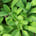 Sage