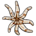 Eight-armed Sea Star