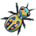Tiger Beetle