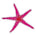Bloody Henry Starfish