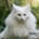 Norweigan Forest Cat
