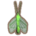 Lacewing