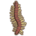 Centipede