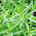Tarragon
