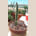 Stapelia Grandiflora