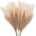 Pampas Grass