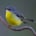 Eastern Yellow Robin