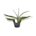 Gasteria