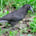 Grey Currawong