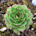 Sempervivum (Hens and Chicks)