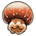 Cannonball Jellyfish