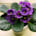 African Violet (Saintpaulia ionantha)