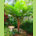 TREE FERN Cyathea Longipes Hardy Perennial Shade Woodland