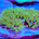 Green Star Polyps