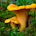 Chanterelle Mushroom Spores