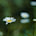 Choose Native and Drought-Resistant Plants
