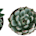 Echeveria