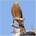Whistling Kite