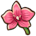 Orchid