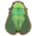 Cicada