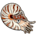 Chambered Nautilus
