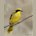Yellow-tufted Honeyeater