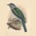 Leptosomiformes