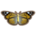 Painted Lady Butterfly