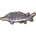 Sturgeon