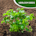 Parsley