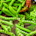 Pea (Garden or Snap Peas)