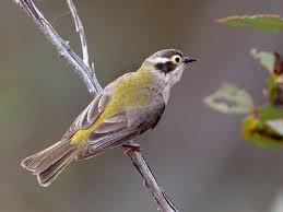 Brown-headed Honeyeater